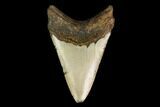 Fossil Megalodon Tooth - North Carolina #147023-1